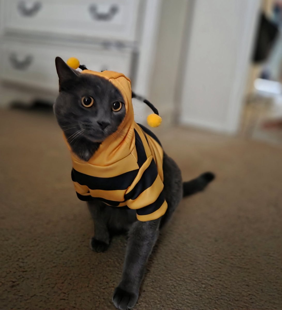 Mura_hellzgate7's tweet photo. Today we were feeling fashionable. From being a killer to a sluther to a bee. He can do it all #TheMr https://t.co/GyU5NH2dyV