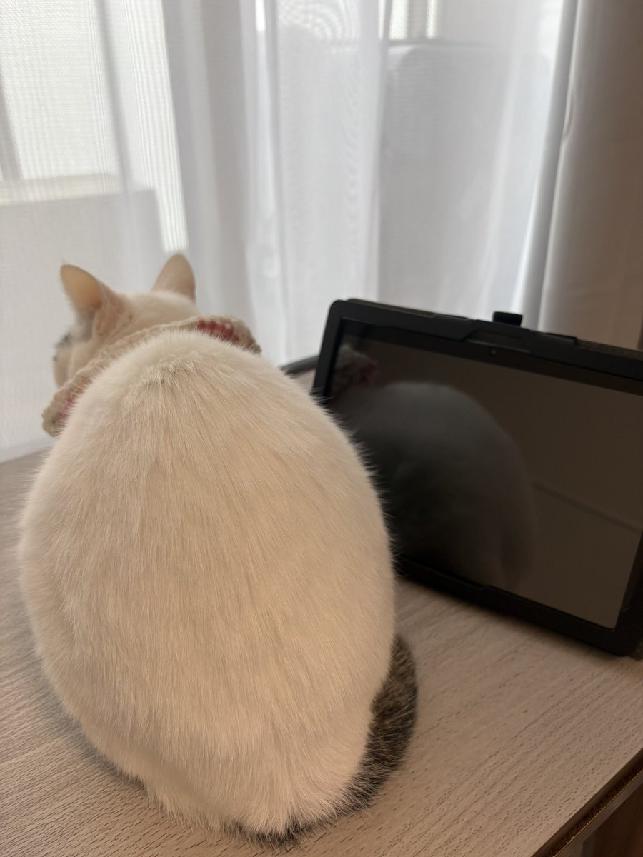 ボクシングトレーナー 石原雄太 tweet media