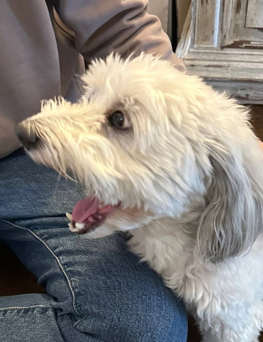 power of the koala tweet media