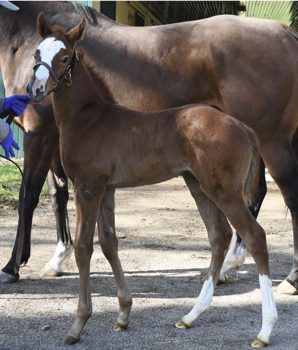 LNJ Foxwoods tweet media