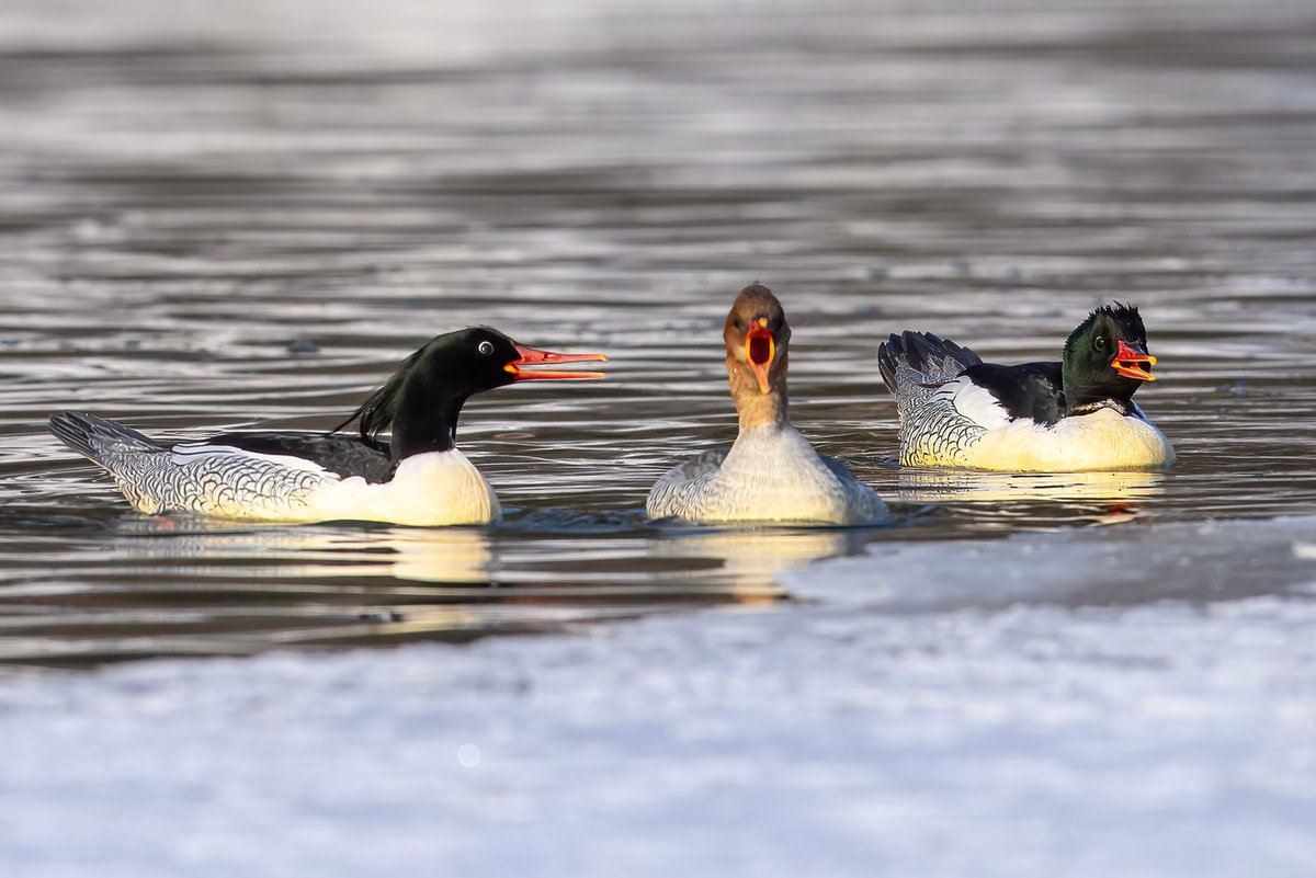 China Daily tweet media