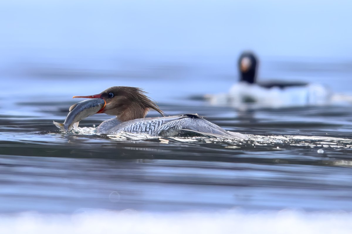 China Daily tweet media