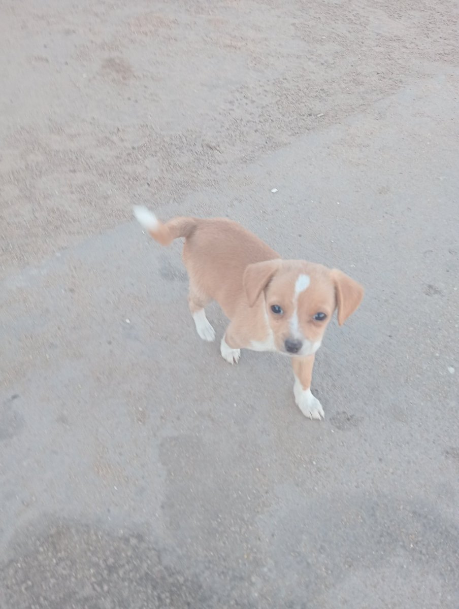 Poliyaso tweet media