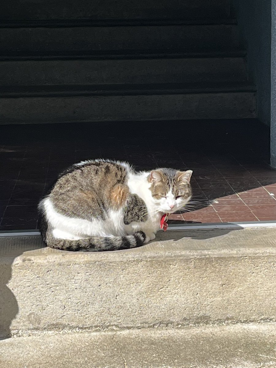 L’hirond’aile tweet media