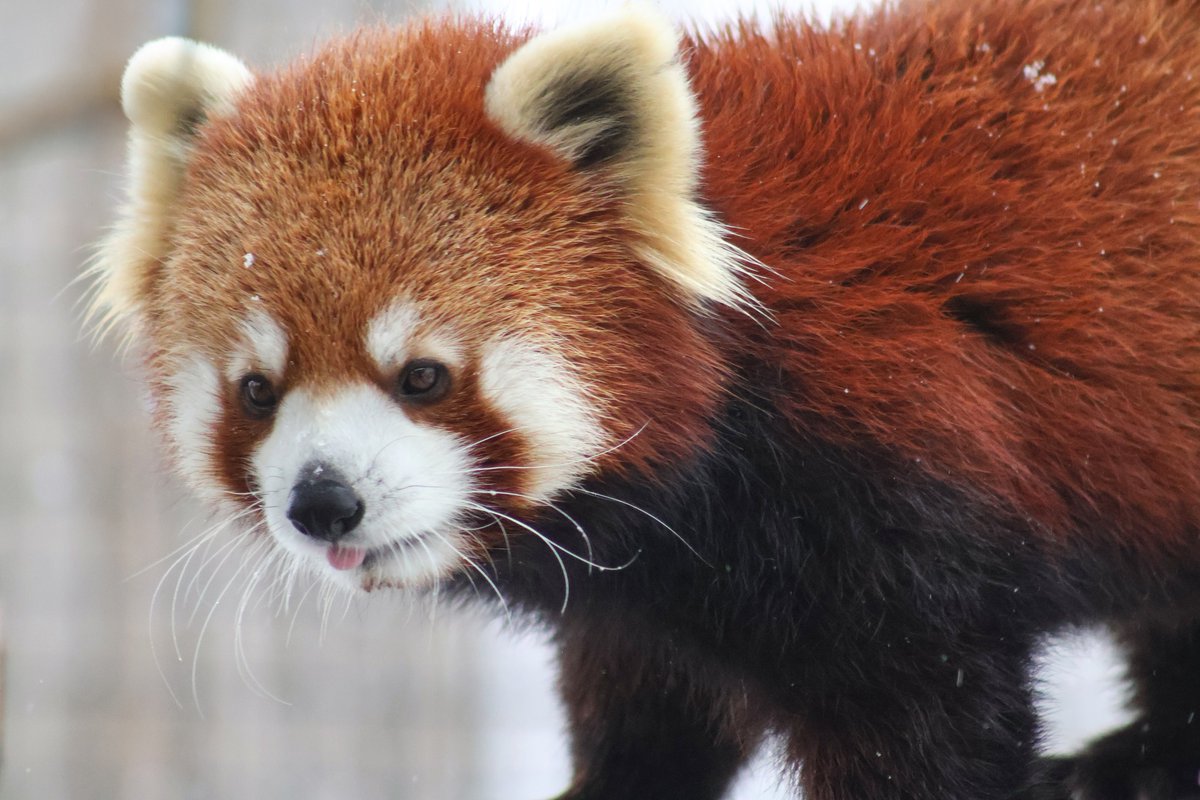 Red Panda Network tweet media