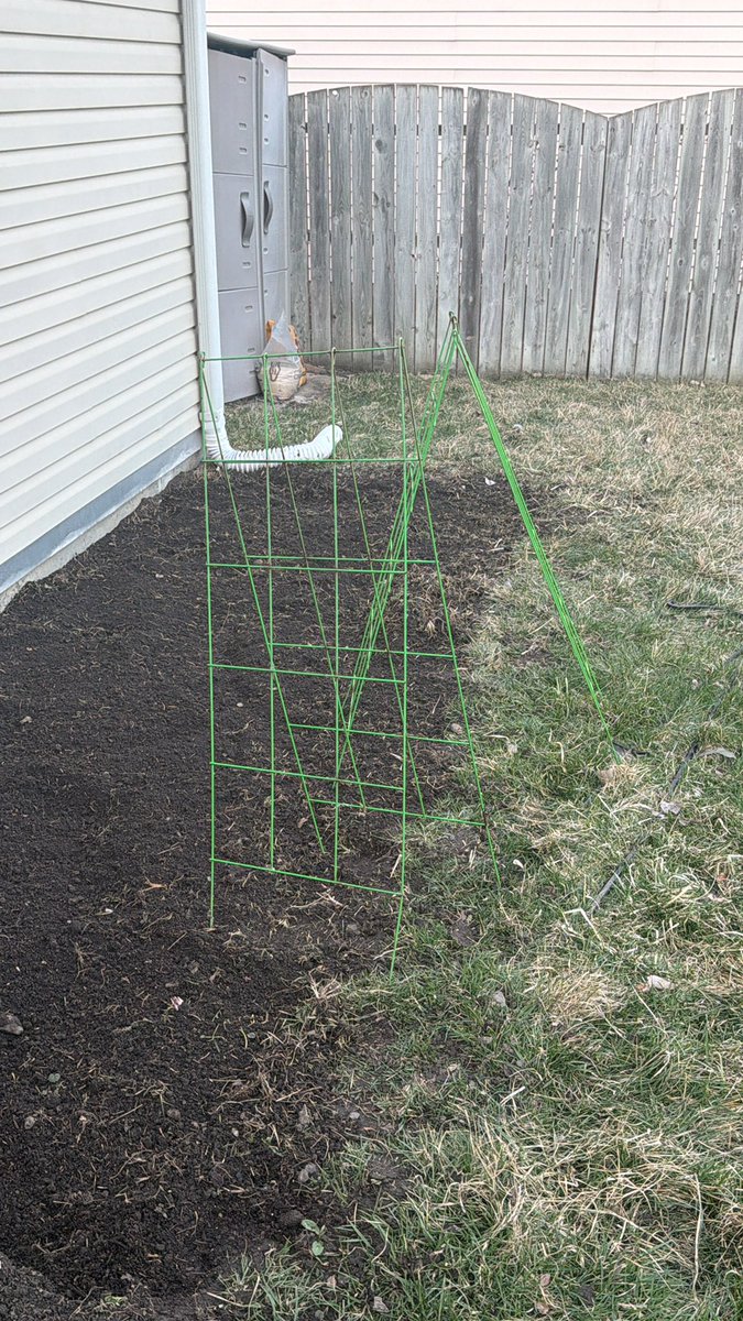 Traditional Thoughts tweet media