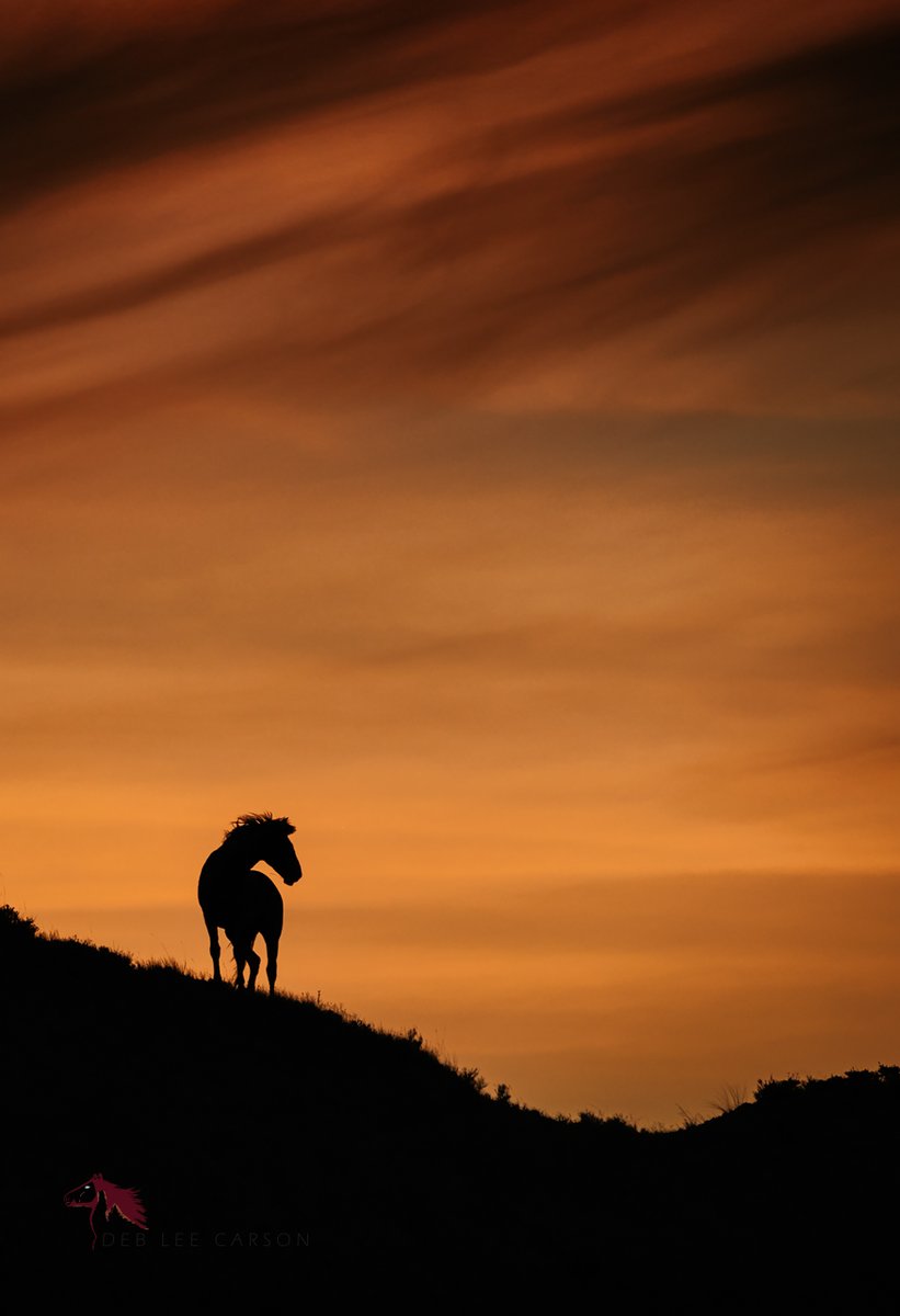 Deb Lee Carson Photography tweet media