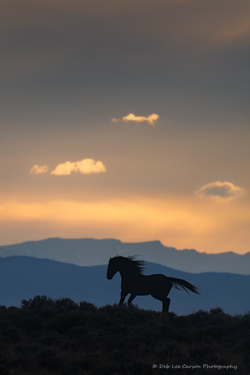 Deb Lee Carson Photography tweet media