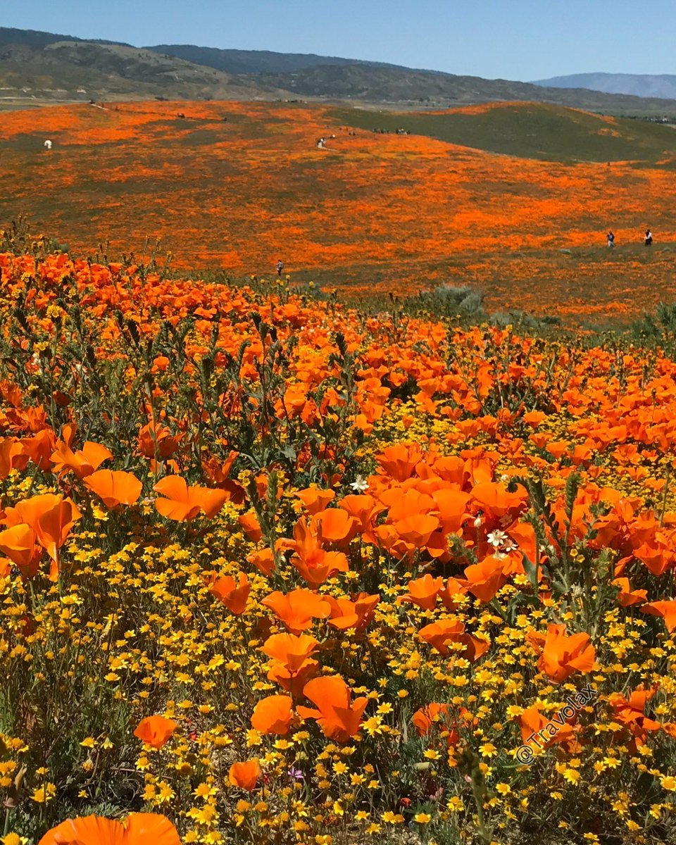 Travolax | Always Traveling tweet media