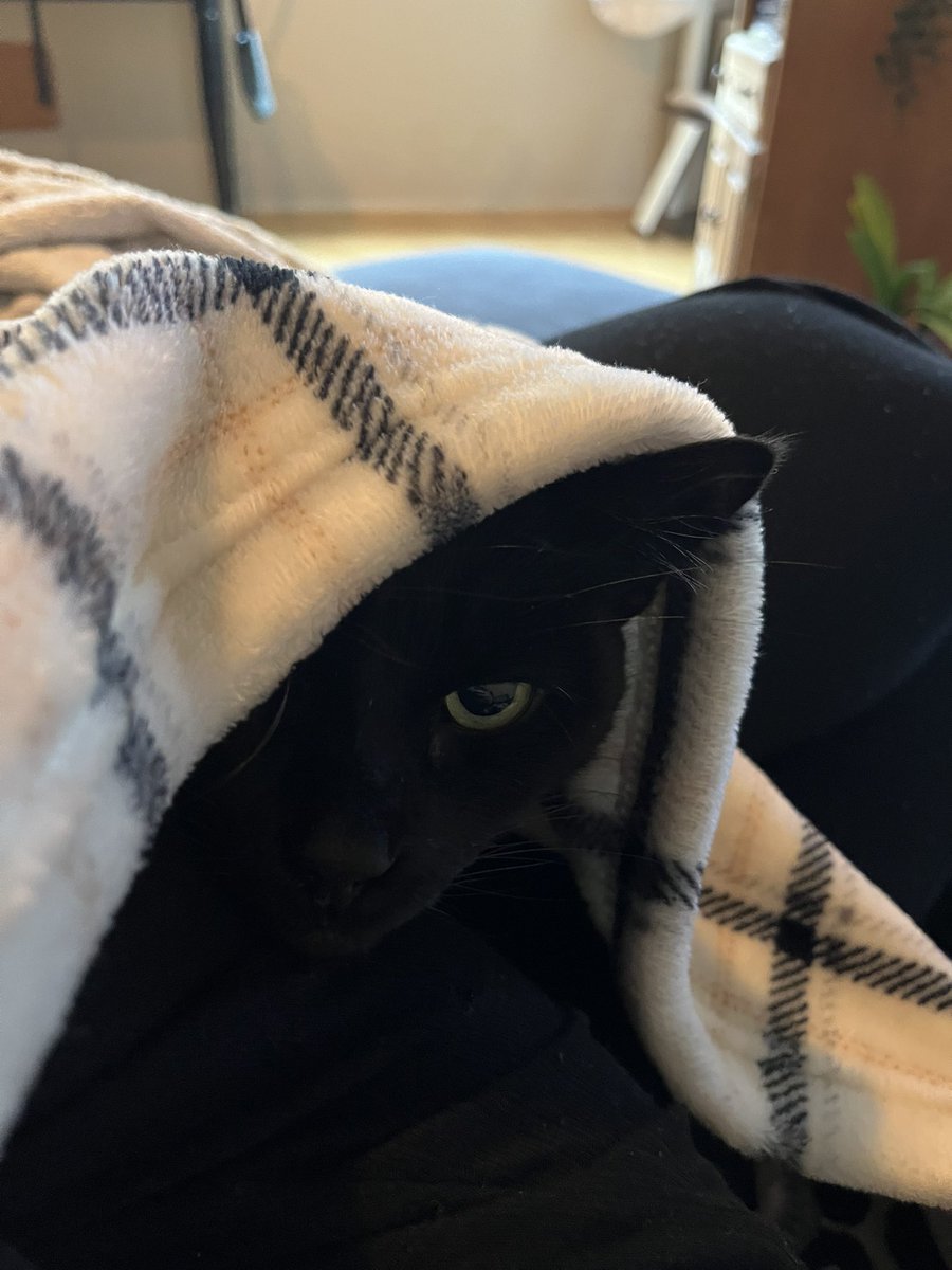 Louve. 🐀 tweet media