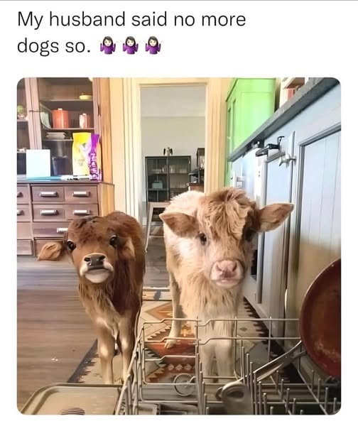 Windy101🇨🇦🇺🇸🇺🇦🐾🐾🐾 tweet media