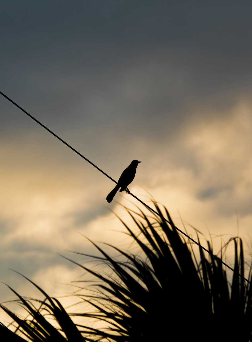 tarynscaptures's tweet photo. Sunsets at the beach | Captured on March 14, 2026 / 📸 - Canon EOS 4000D. 70-300mm lens https://t.co/MsFY1xsNw3