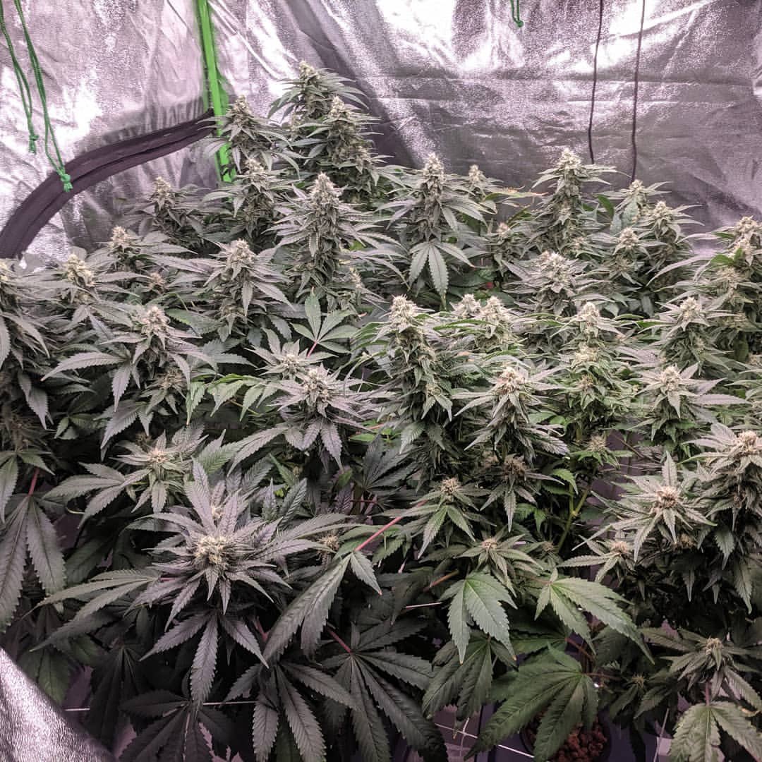 420_ben62919's tweet image. #gelatoog about 33 days into flower. Plants are responding well to the #quantumboards LED lights and are smelling super #dank. Stay posted for more of this grow and my future grow setup as I finish building a permanent grow room