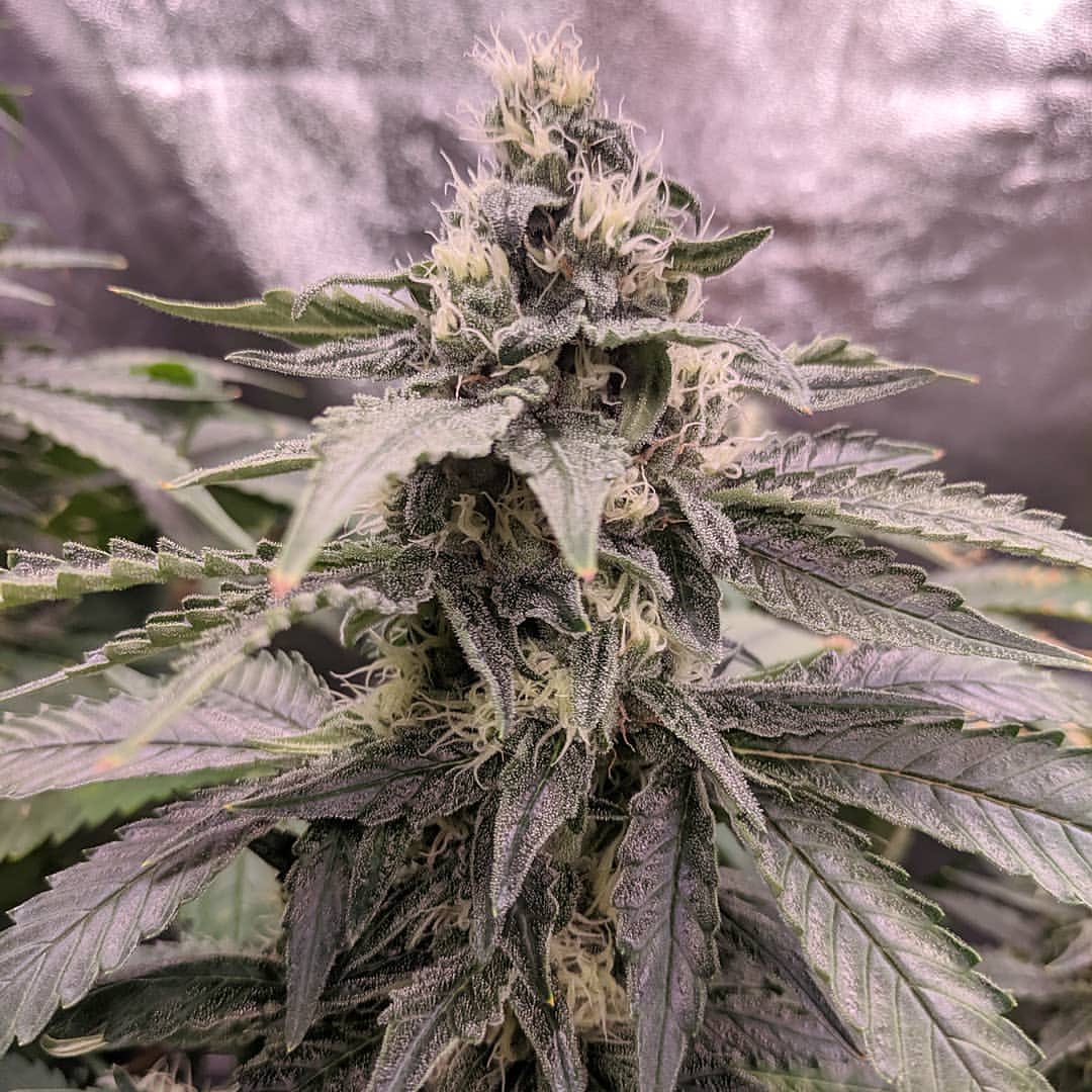 420_ben62919's tweet image. #gelatoog about 33 days into flower. Plants are responding well to the #quantumboards LED lights and are smelling super #dank. Stay posted for more of this grow and my future grow setup as I finish building a permanent grow room