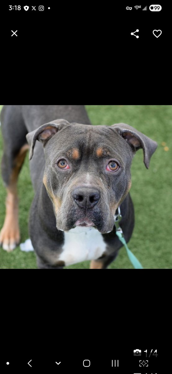 Julie🌻🐾 tweet media