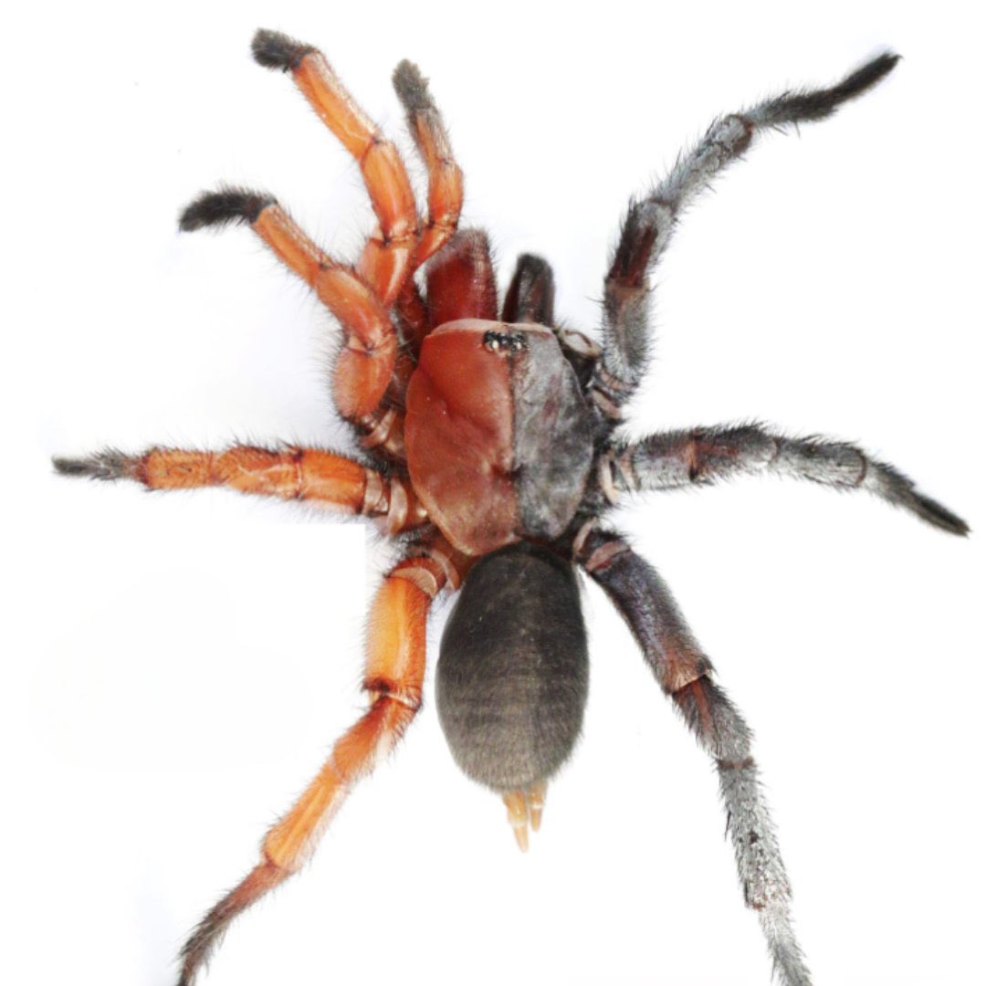 Neural Space tweet media