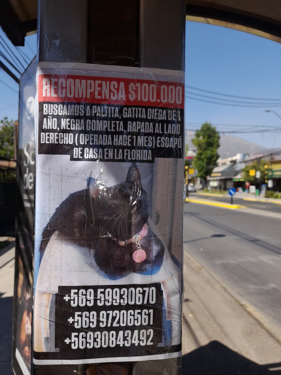 🎶🐕🐈‍⬛Cesarín Djarin🎸🇮🇹🌈 tweet media