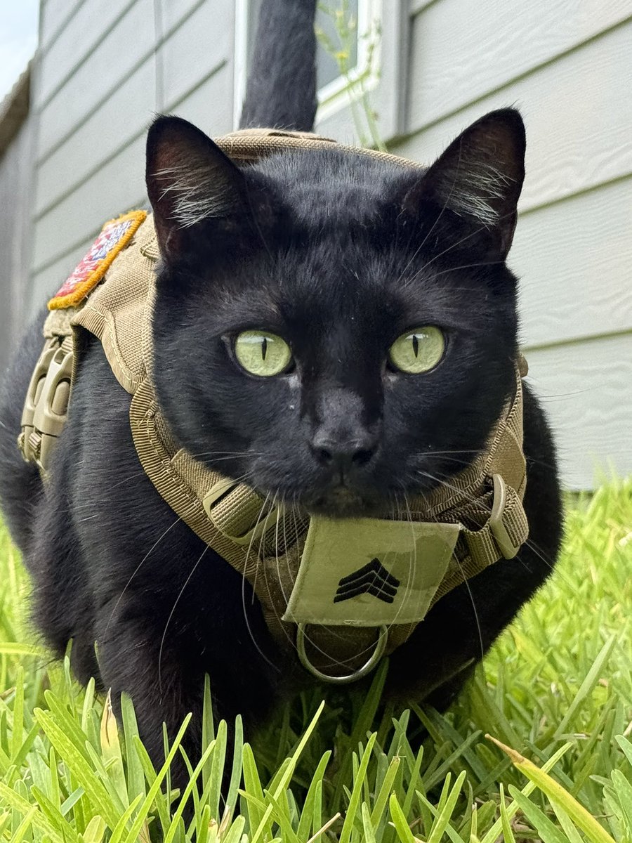 🇺🇸MEGO🇺🇸 tweet media