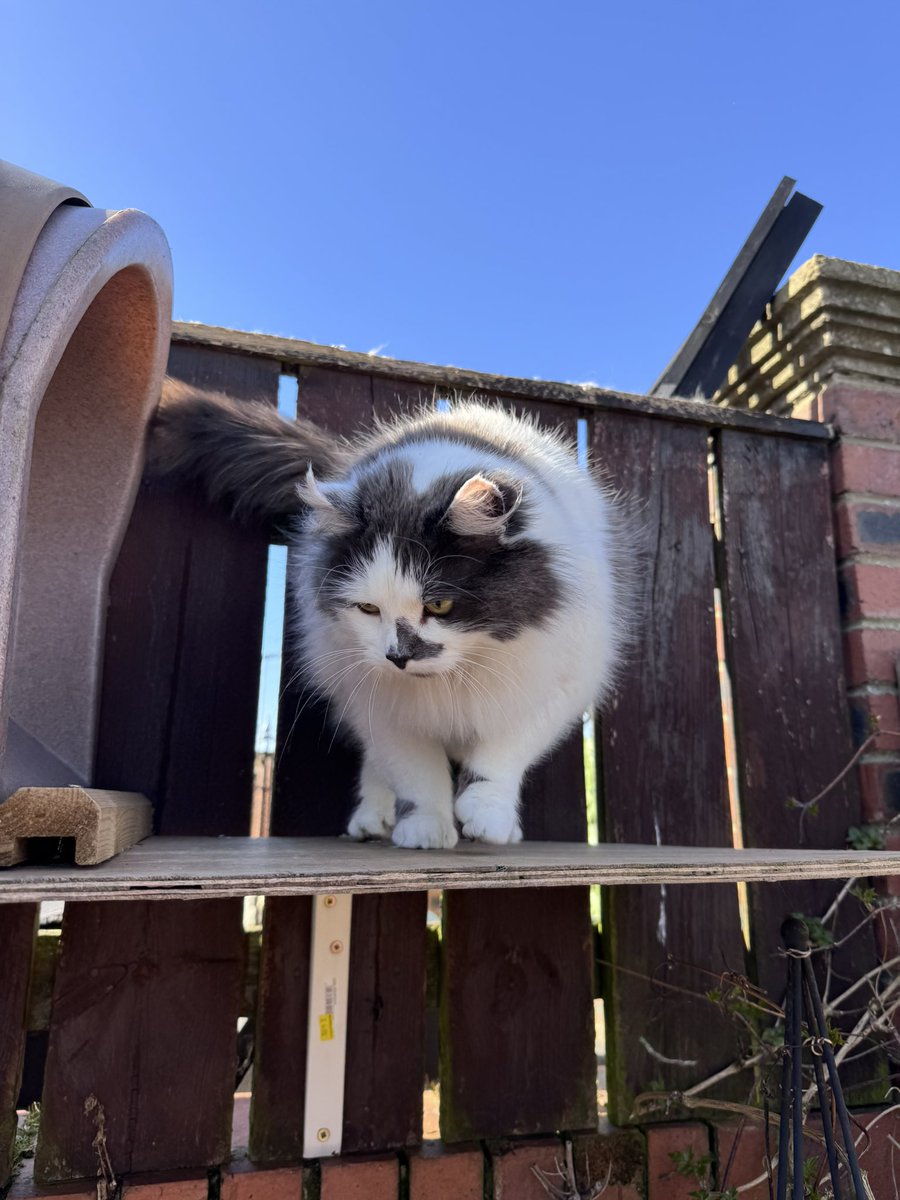 Super Spaniels tweet media