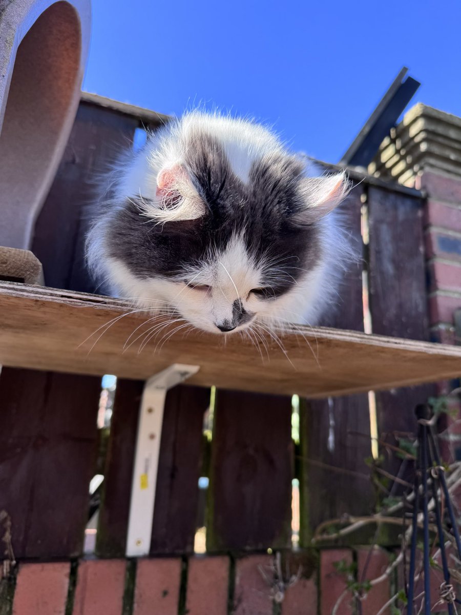 Super Spaniels tweet media