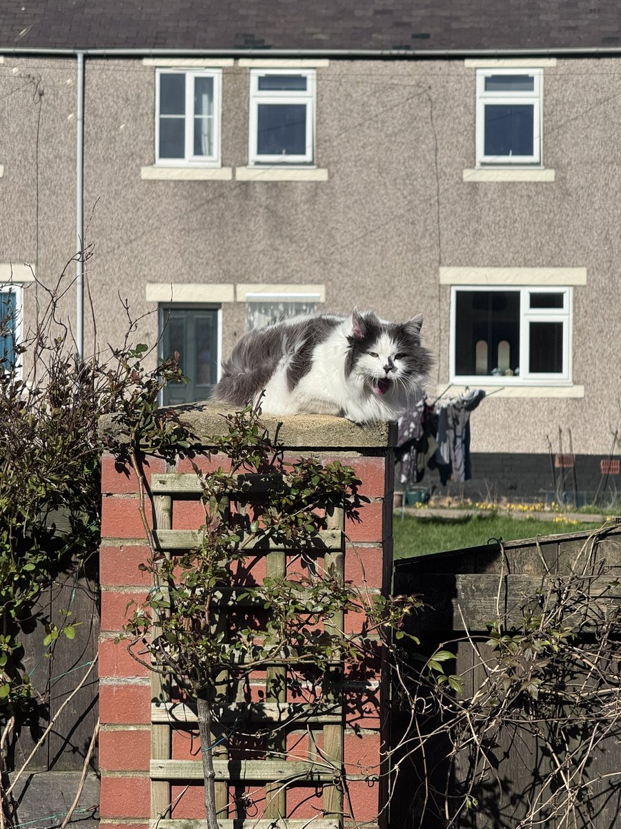 Super Spaniels tweet media