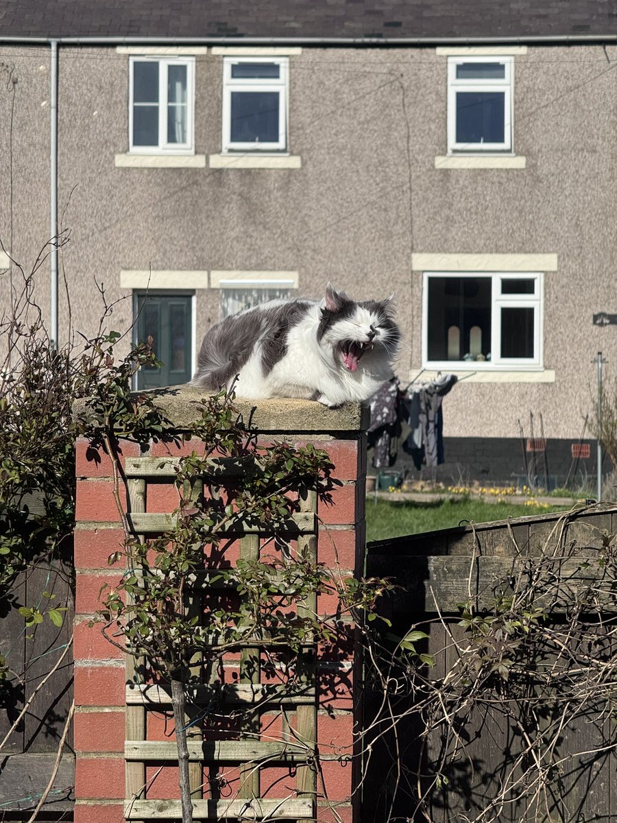 Super Spaniels tweet media