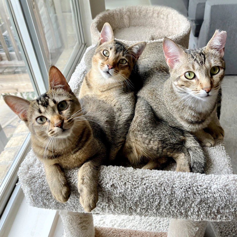 Modern Cat Magazine tweet media