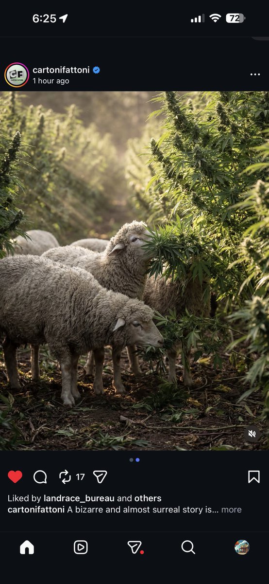 Łаηdrąćę Вureaմ tweet media