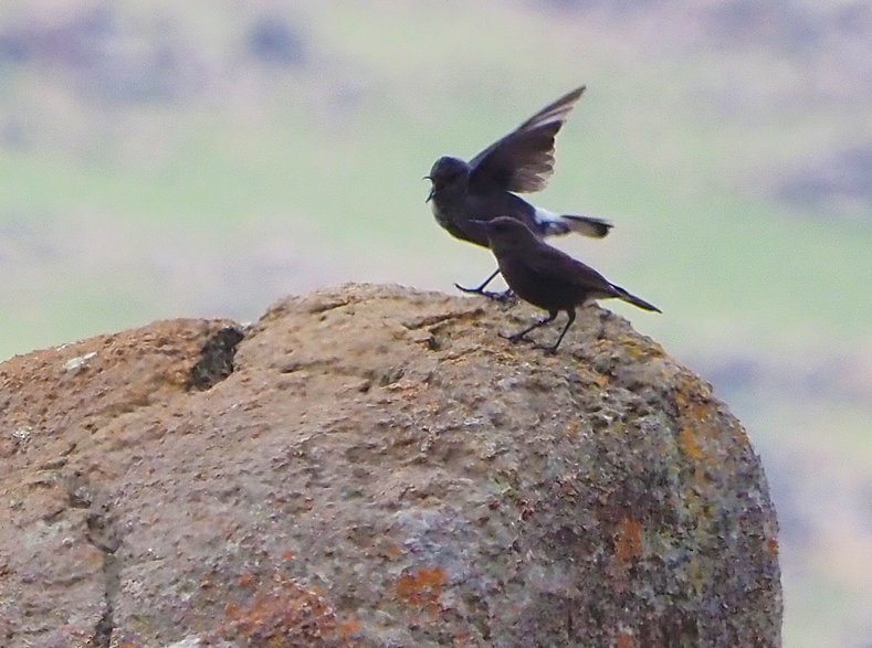 Brian E.Carruthers tweet media