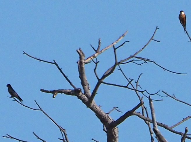 Brian E.Carruthers tweet media