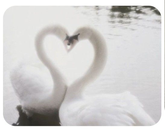 sheri₊˚⊹ 𑣿 tweet media