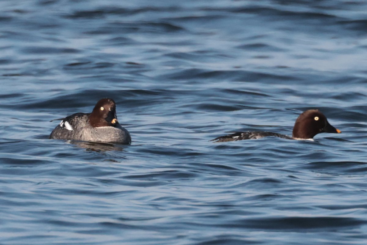 Christopher Teague tweet media