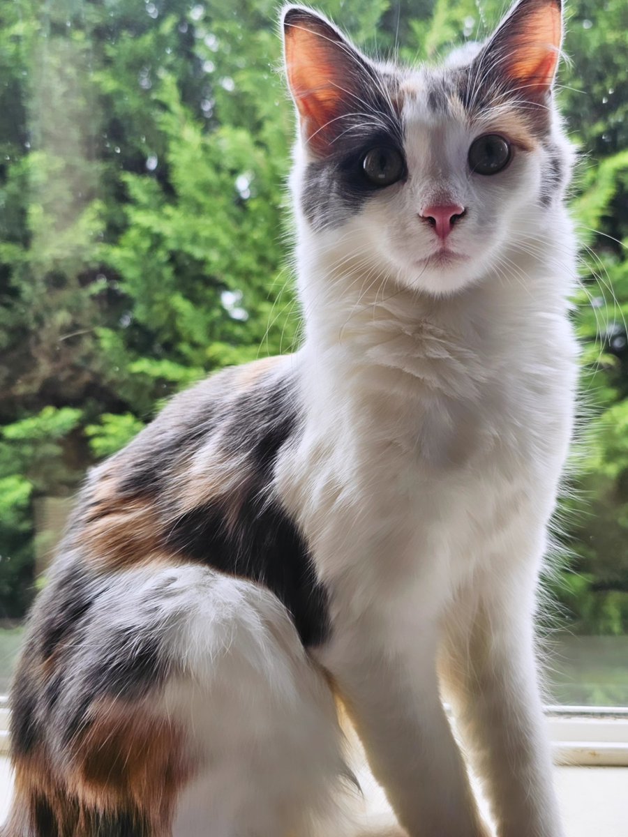 luna 🦋ₓ˚. ୭ tweet media