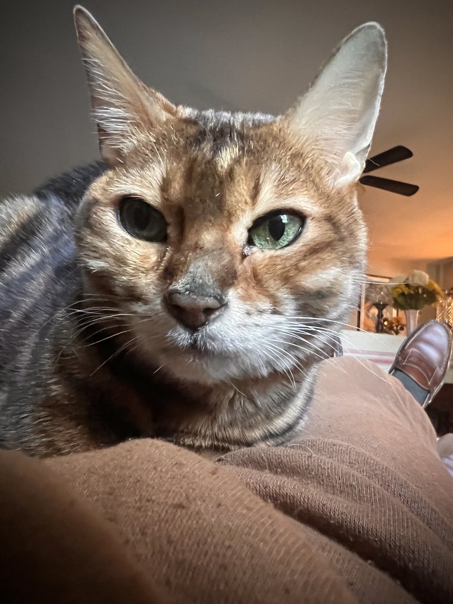 😺😸⚫️🔴🌕 tweet media