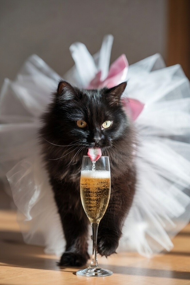 Tweets now by Dragon Cat #Rescue #Panfur #WLF 🐈‍⬛ tweet media