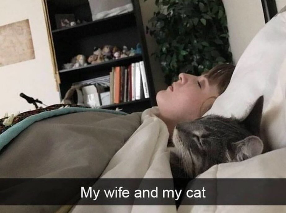 Punch Cat tweet media