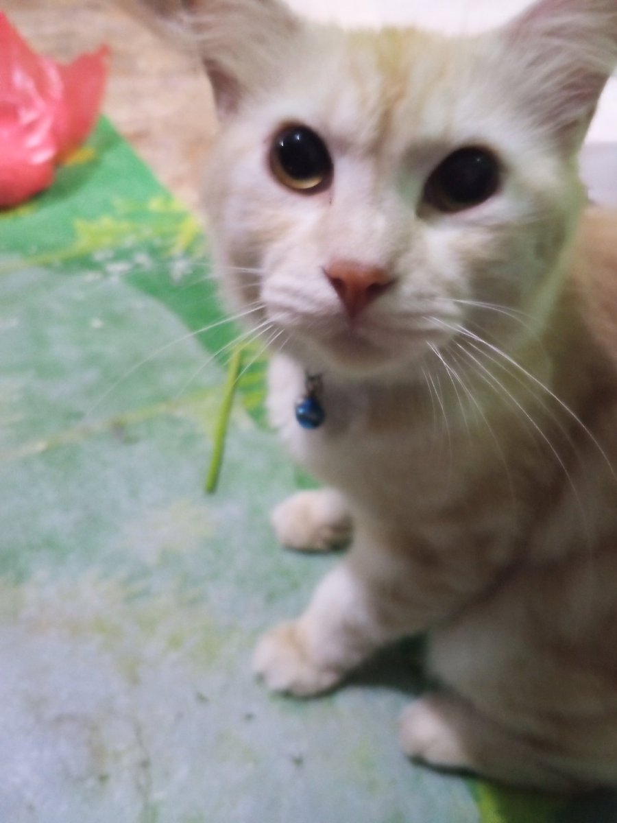 Amara 🌸 || Commission Open! tweet media