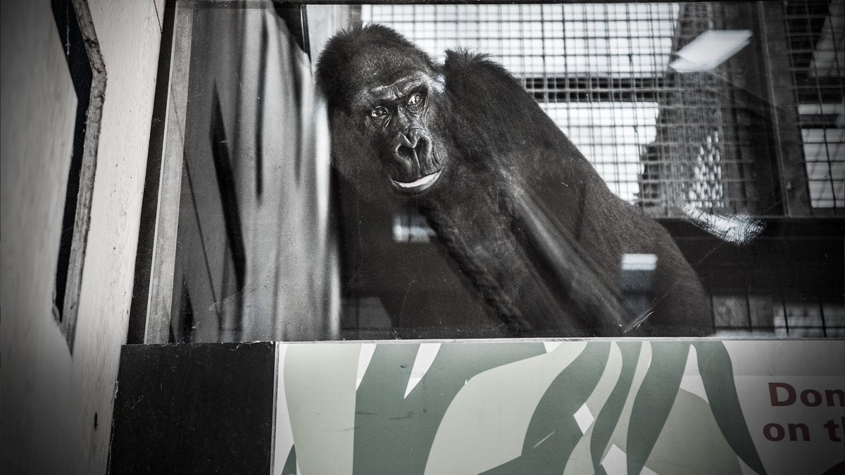 Born Free Foundation tweet media