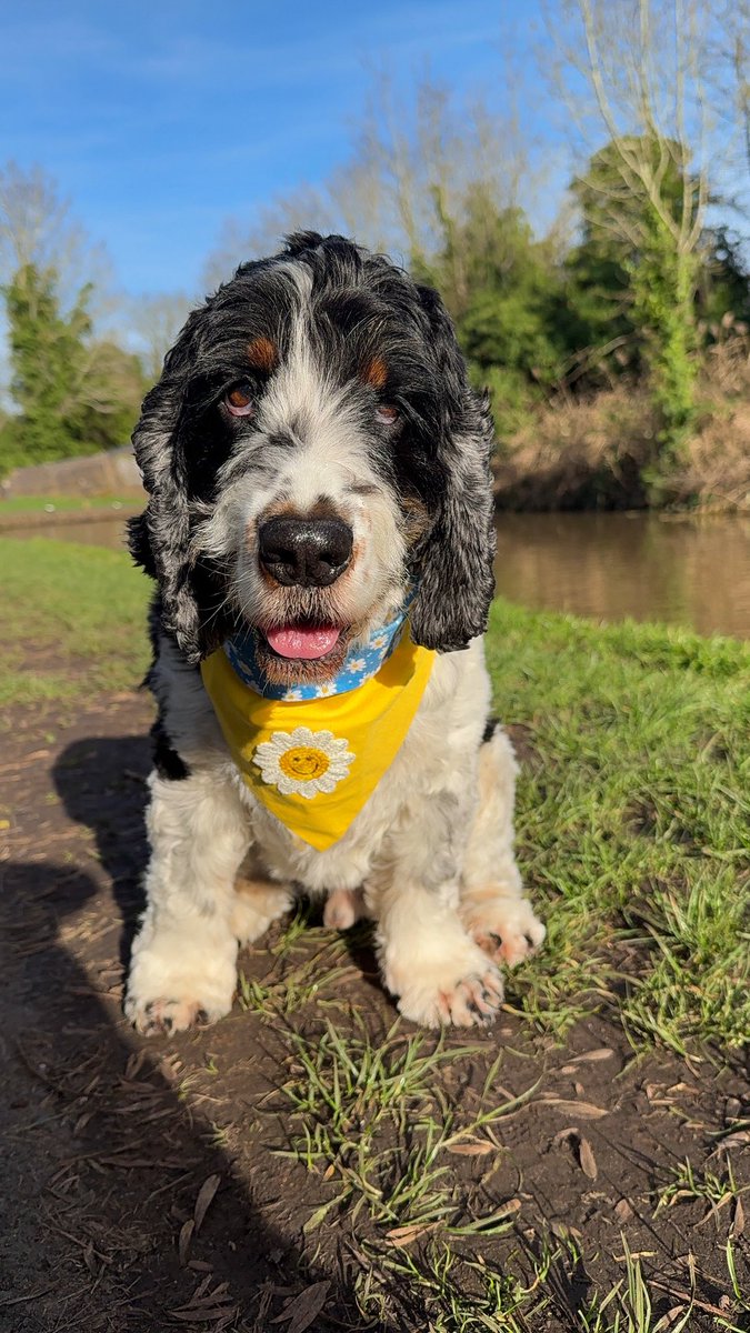 Lucy and Hearing Dog Wilbur tweet media