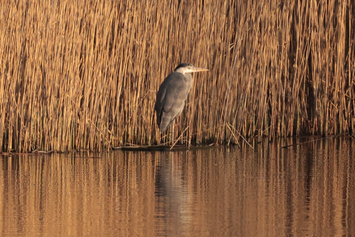 Christopher Teague tweet media