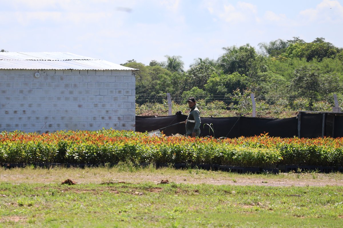 Instituto Forestal Nacional del Paraguay tweet media