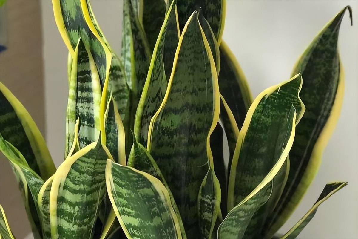 Marco Grillo tweet media