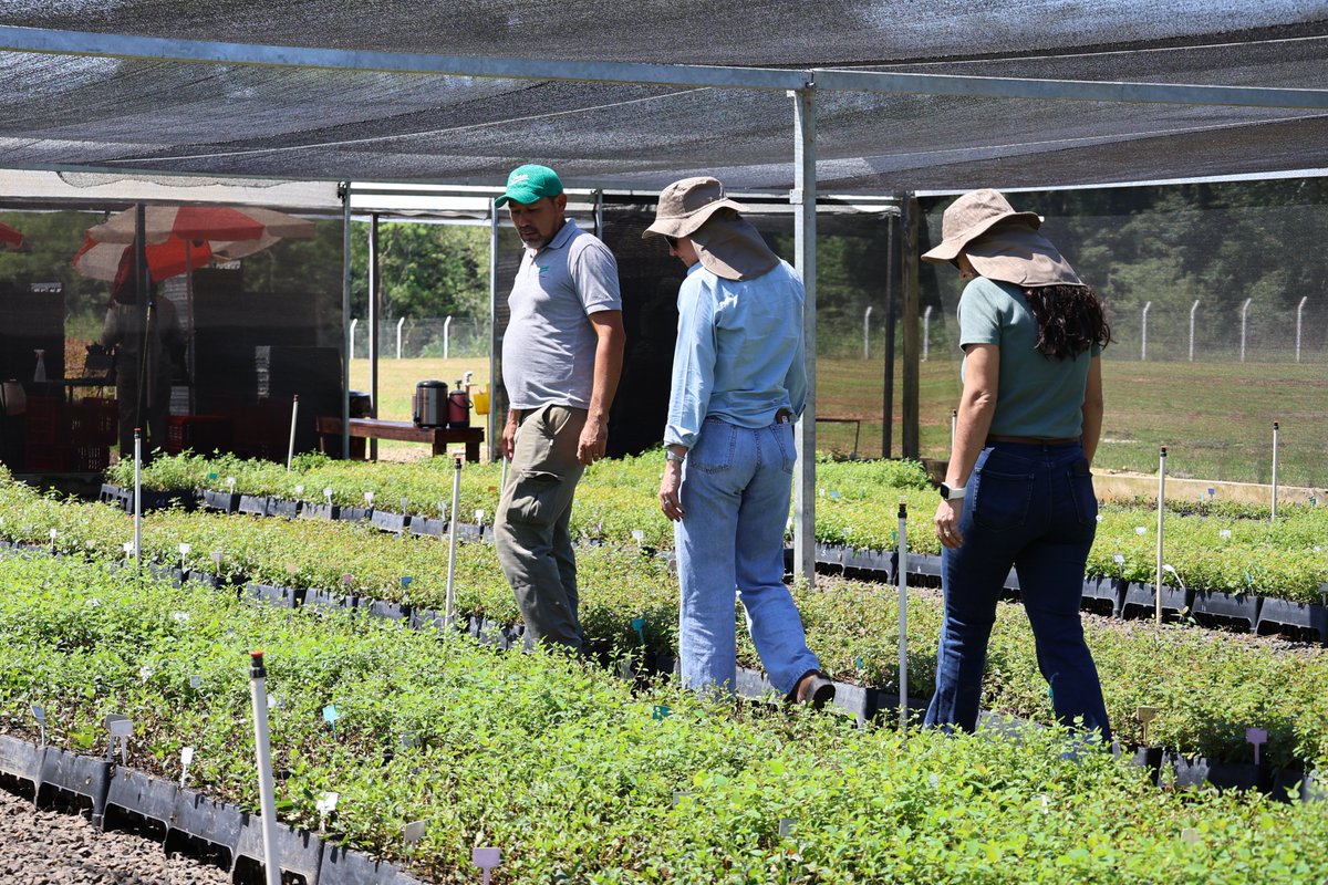 Instituto Forestal Nacional del Paraguay tweet media