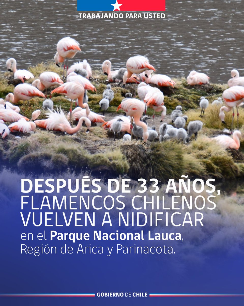 CONAF - Corporación Nacional Forestal tweet media