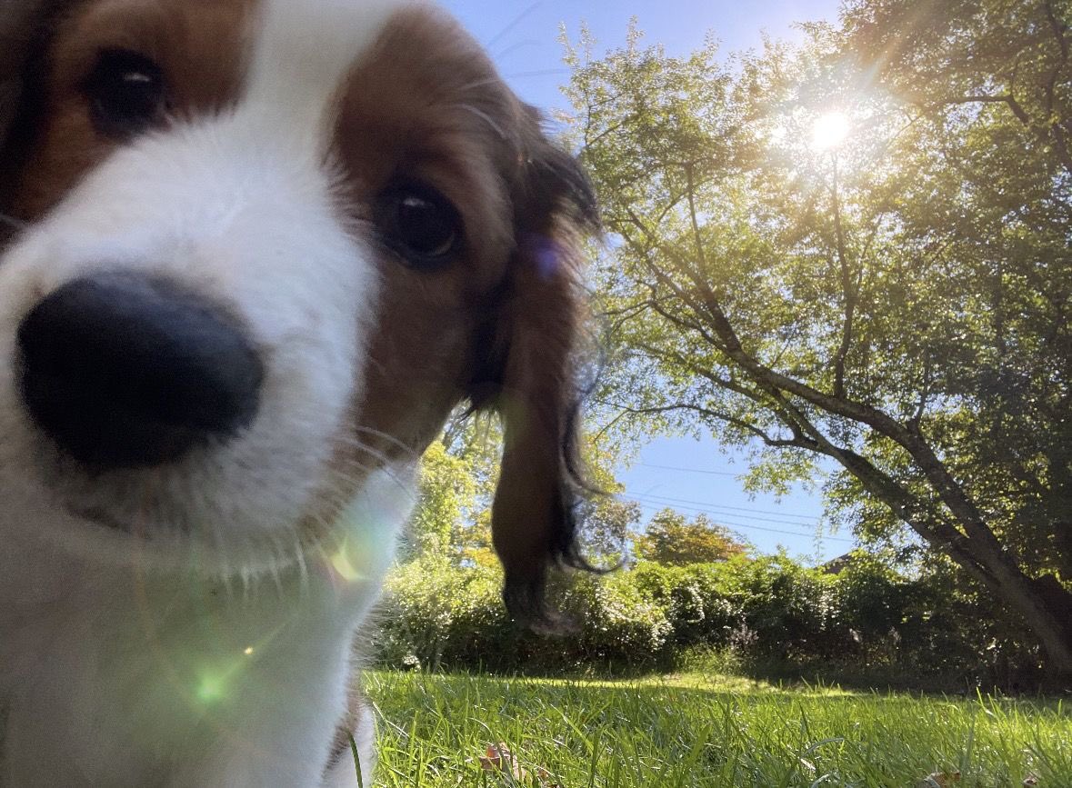 SiliGremlin tweet media