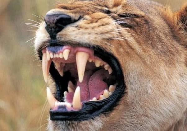 Kelvin O johnson tweet media