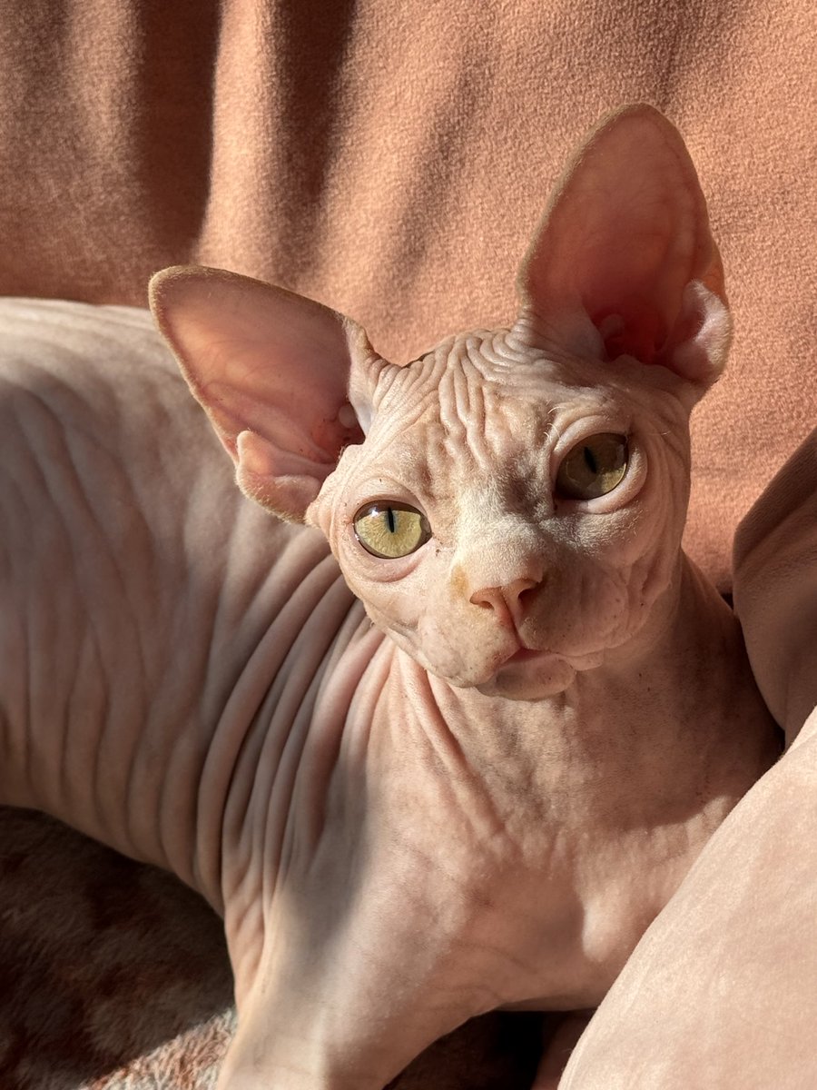 Lanabanana tweet media