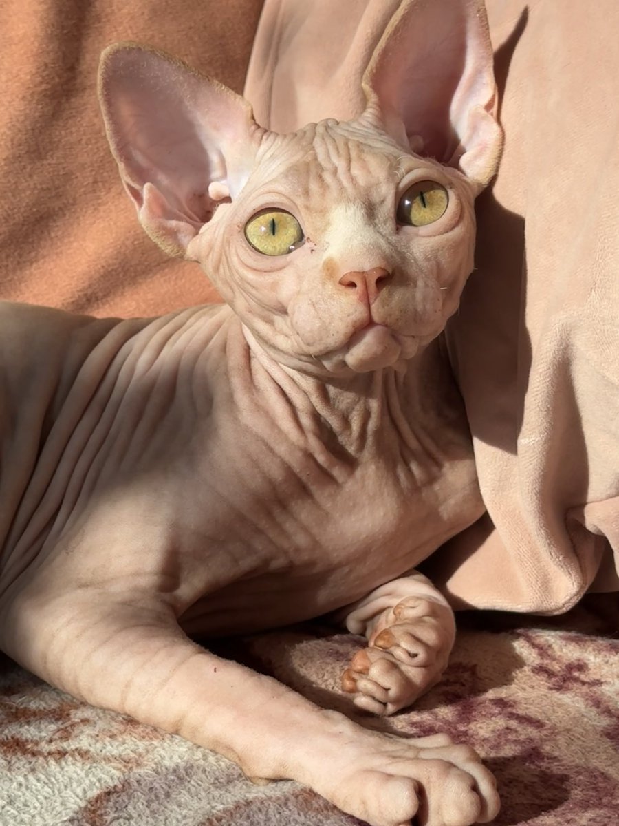 Lanabanana tweet media