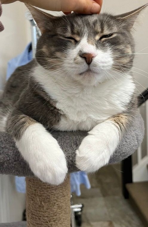 🇨🇦 Nico Carney, Purr Minister of Canada tweet media