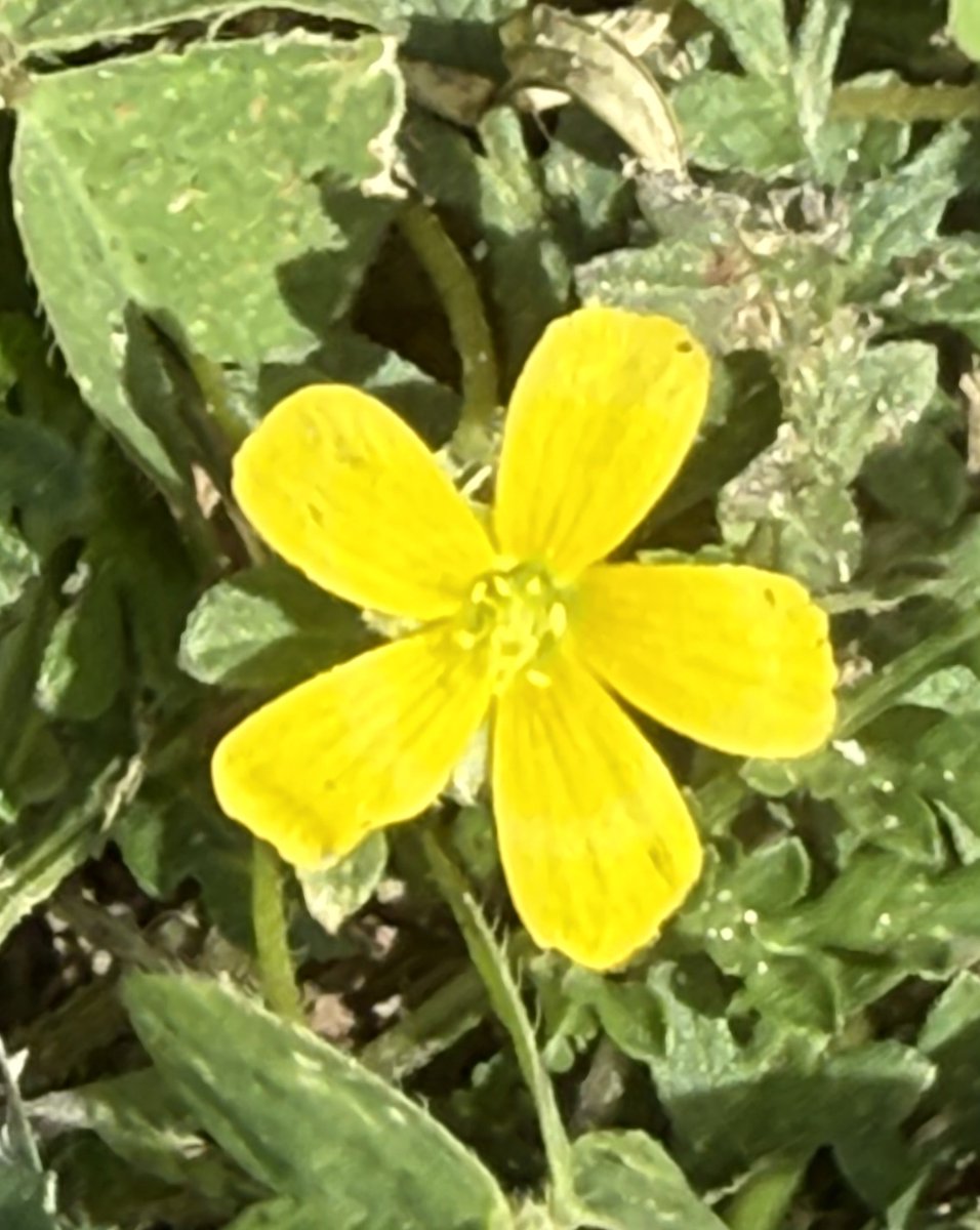 🇺🇸 Dave 🇺🇸 tweet media